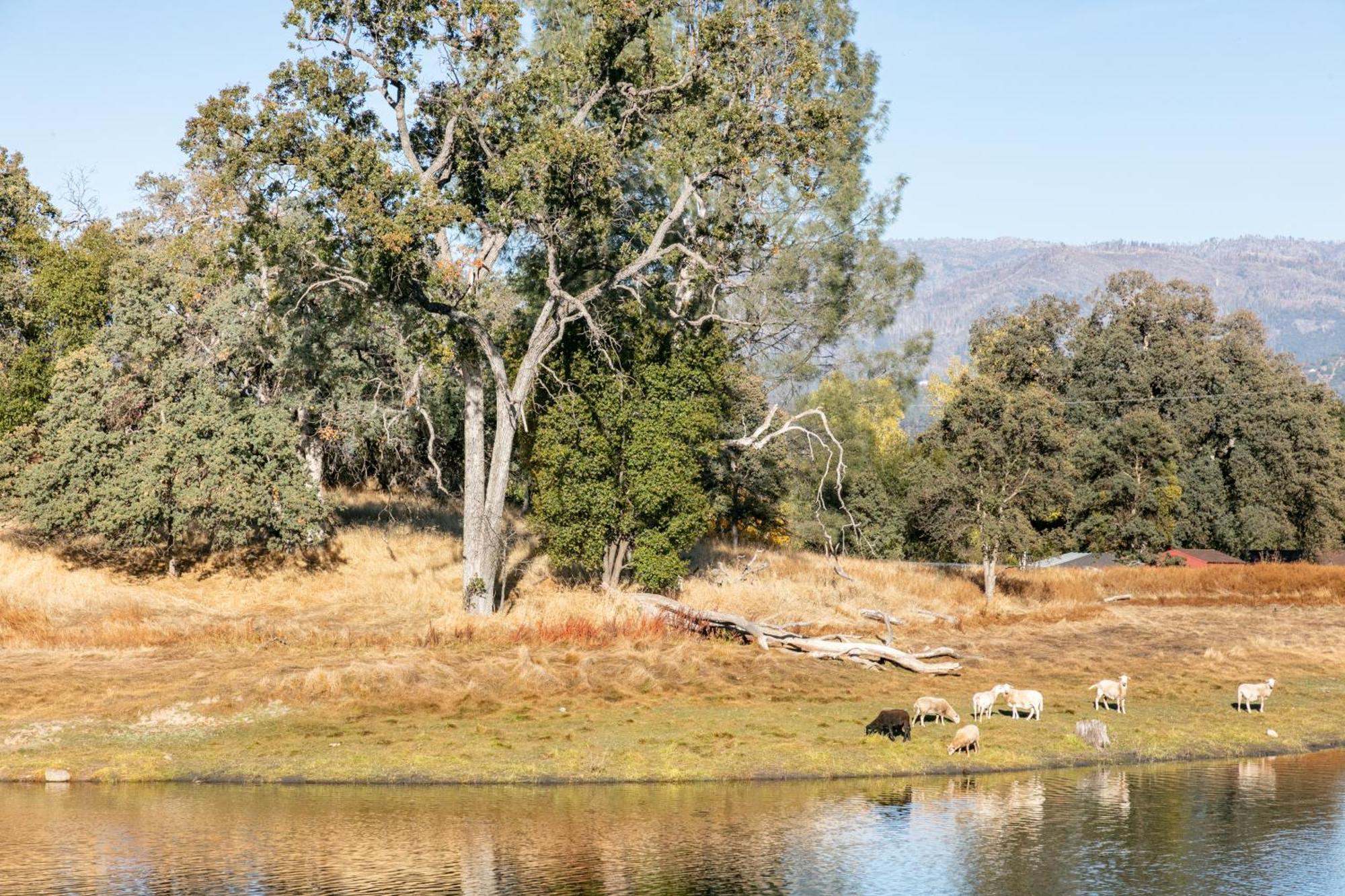 Rolling Oaks Ranch - 200 Acres Of Lakeside Beauty & Countryside Serenity Mariposa Eksteriør bilde