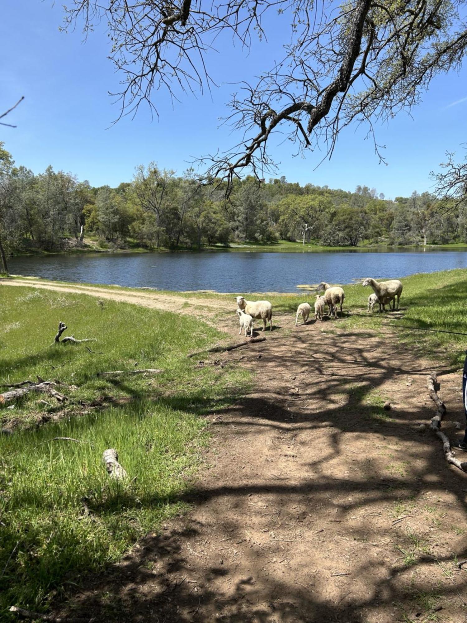 Rolling Oaks Ranch - 200 Acres Of Lakeside Beauty & Countryside Serenity Mariposa Eksteriør bilde