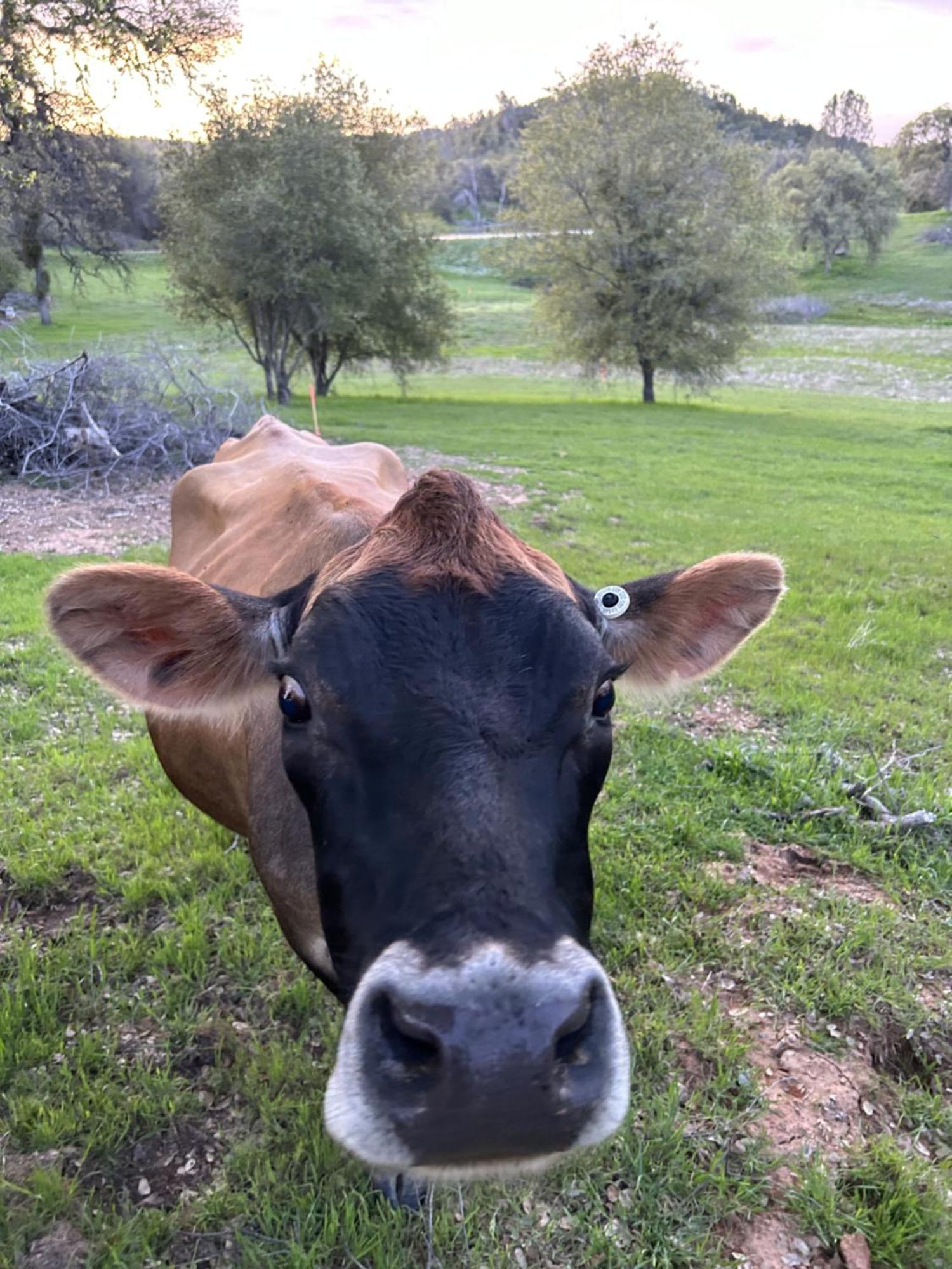 Rolling Oaks Ranch - 200 Acres Of Lakeside Beauty & Countryside Serenity Mariposa Eksteriør bilde