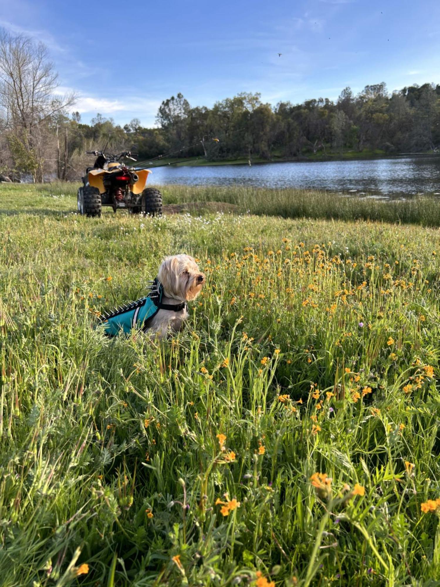 Rolling Oaks Ranch - 200 Acres Of Lakeside Beauty & Countryside Serenity Mariposa Eksteriør bilde